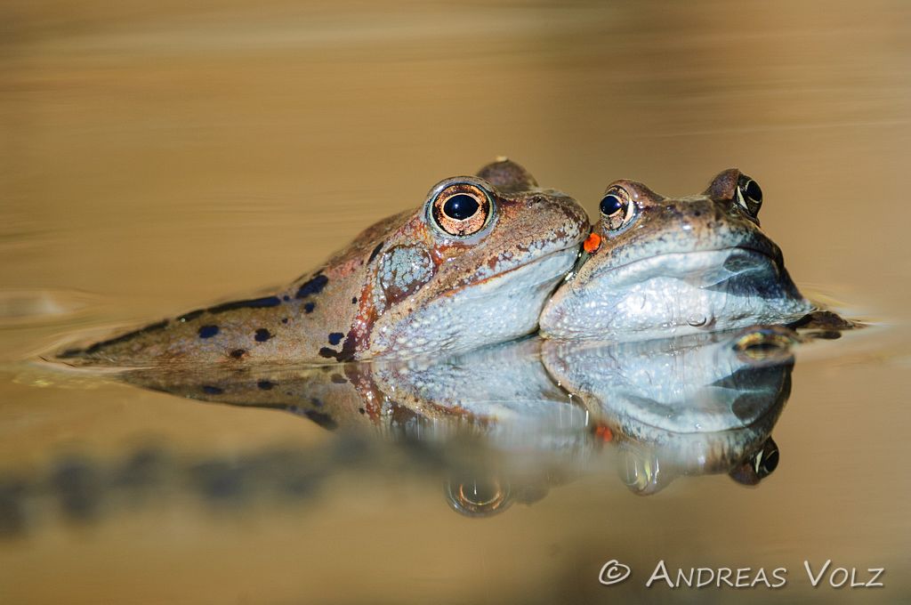 Amphibien (Amphibians)