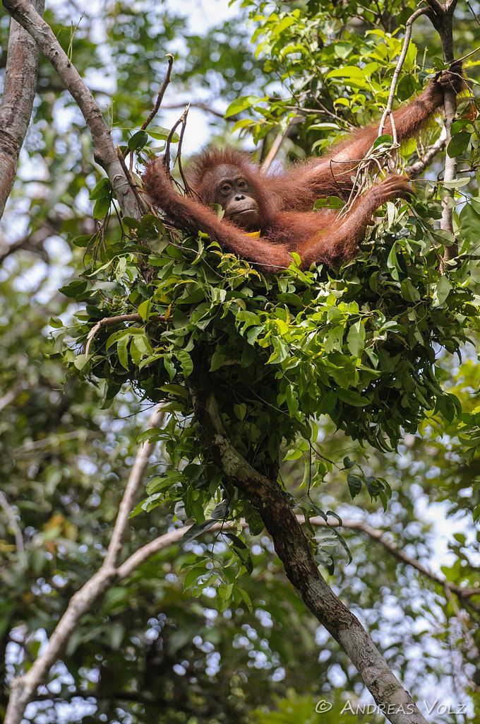 Borneo-Orang-Utan / Orangutan / Pongo pygmaeus