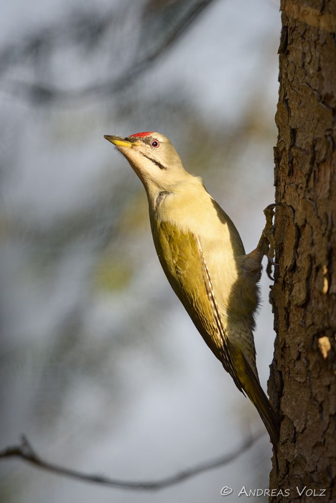 Grauspecht / Grey-headed woodpecker / Picus canus
