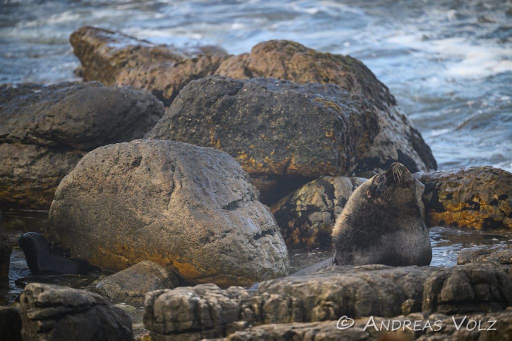 Mähnenrobbe / South American sea lion / Otaria flavescens