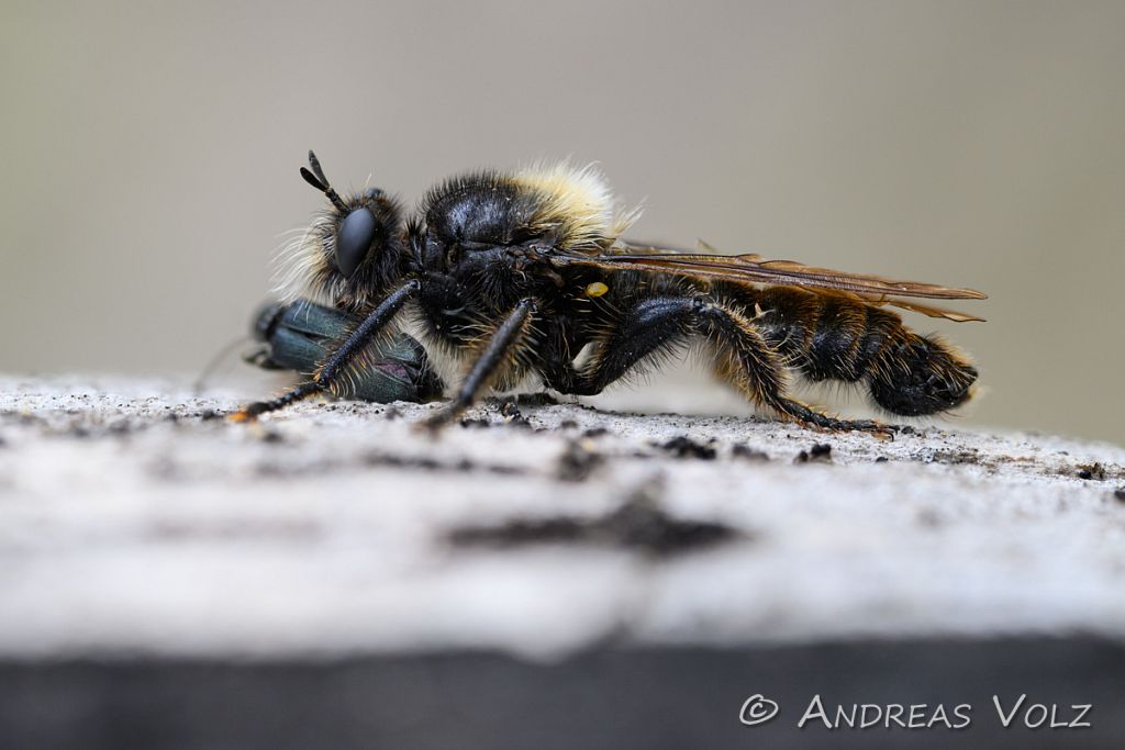 Arthropoden1304-stack.jpg